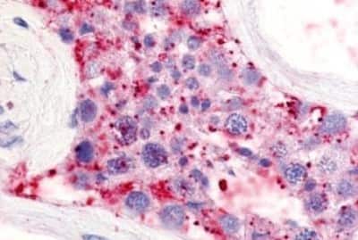 Immunohistochemistry-Paraffin: LPAR5/LPA5/GPR92 Antibody [NBP3-14393] - Immunohistochemistry of formalin-fixed, paraffin-embedded human testis, seminiferous tubule, after heat-induced antigen retrieval.